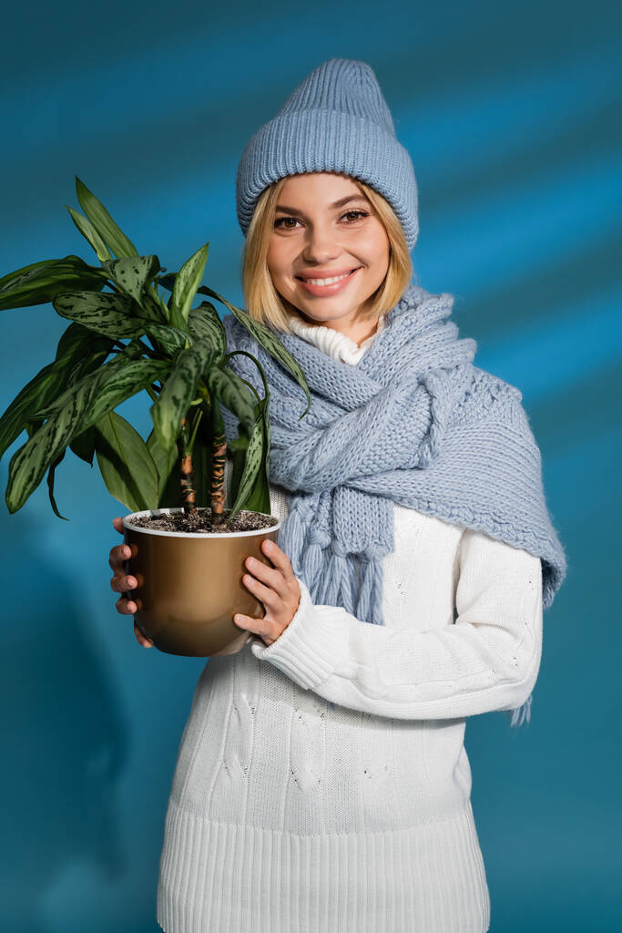 glückliche junge Frau mit Wintermütze und Pullover, die grüne Topfpflanze auf blauem Grund hält  - Foto, Bild