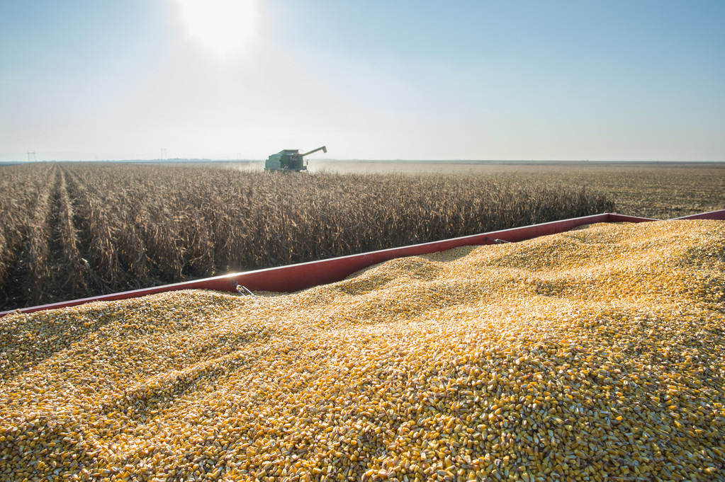 Corn harvest - Photo, Image