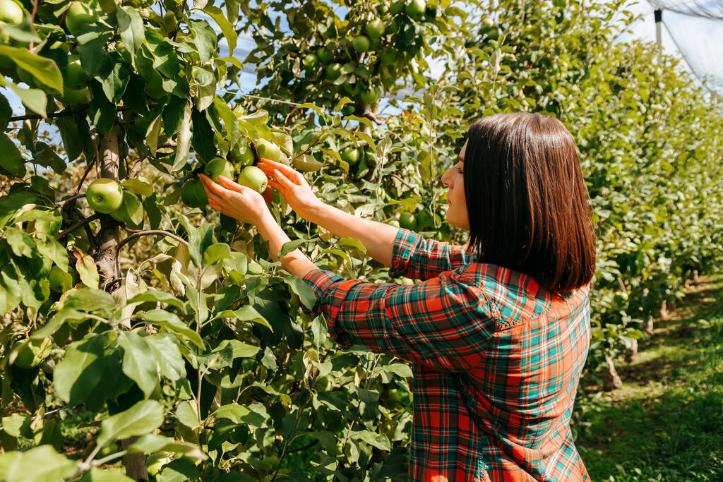 Een jonge vrouwelijke boer controleert, analyseert, inspecteert appels in een appelboomgaard. Een vrouwelijke agronome is op haar werkplek in werkkleding. - Foto, afbeelding