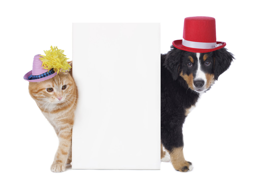Chat et chien avec des chapeaux drôles
 - Photo, image