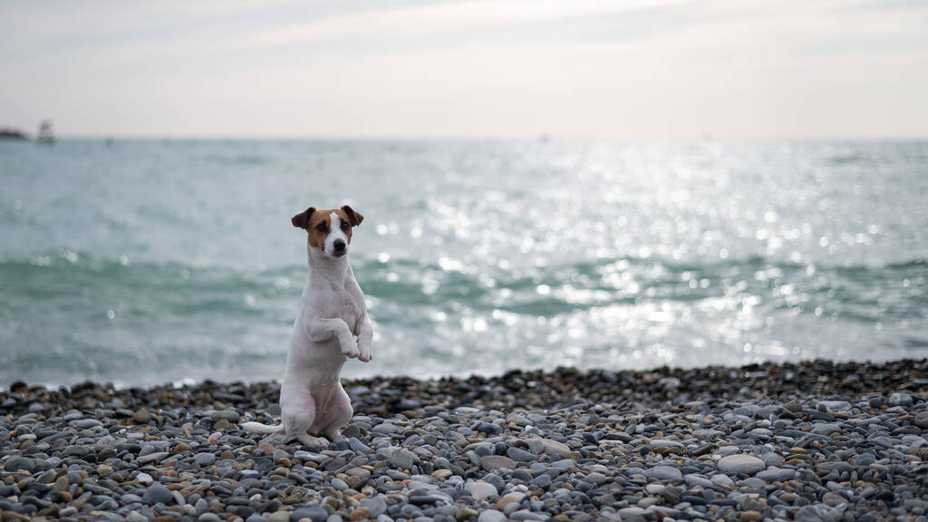 Jack Russell Terrier σκυλί σε μια παραλία με βότσαλα κοντά στη θάλασσα - Φωτογραφία, εικόνα