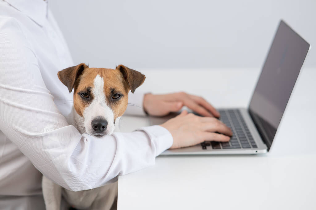 Kaukasierin arbeitet am Laptop mit Hund Jack Russell Terrier auf den Knien - Foto, Bild
