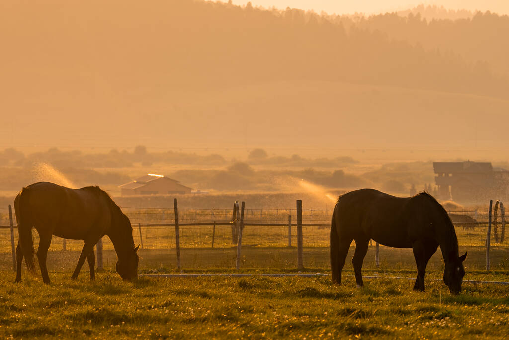 Cavalli al pascolo su prati in ranch con irrigatori sullo sfondo. Vista panoramica del paesaggio naturale durante il tramonto. Mammiferi domestici nel Parco Nazionale di Yellowstone in estate. - Foto, immagini