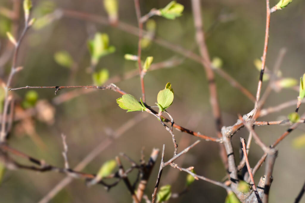 Ramo di Van Houttes spiraea con foglie nuove - nome latino - Spiraea x vanhouttei - Foto, immagini