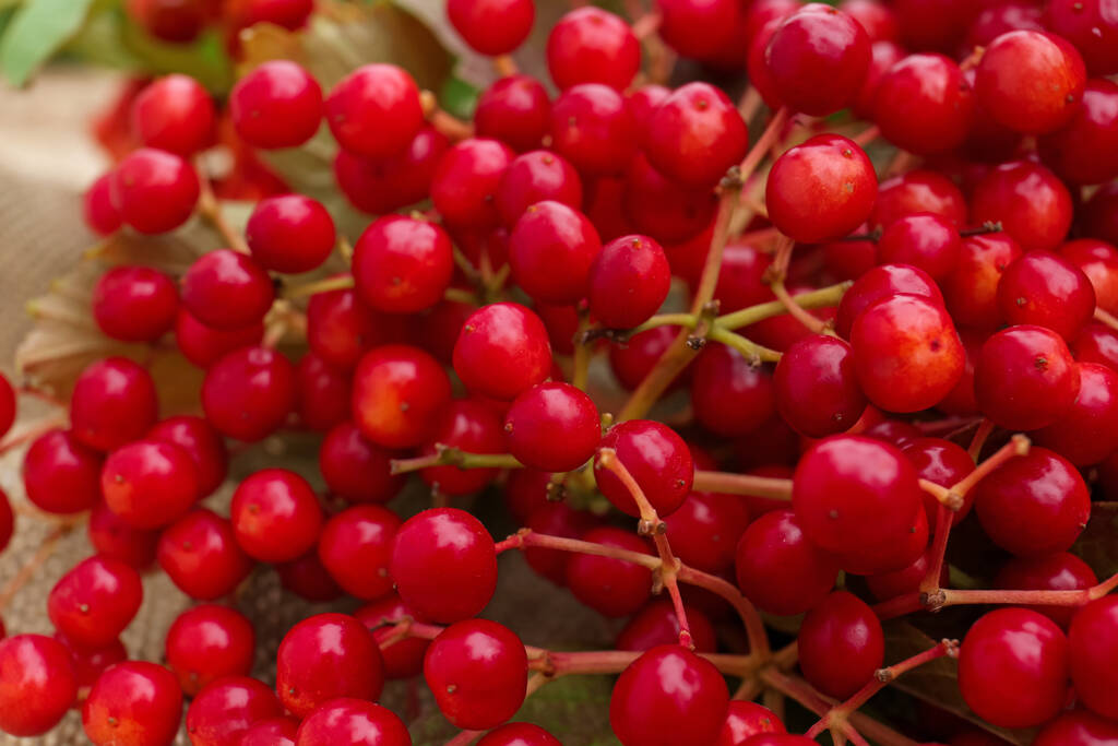 Olgun kırmızı viburum meyvelerinin yakın görüntüsü - Fotoğraf, Görsel