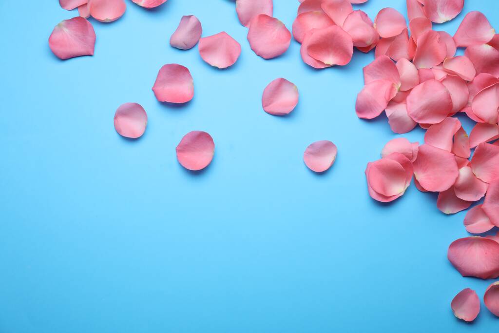 Beautiful pink rose flower petals on light blue background, flat lay. Space for text - Photo, Image