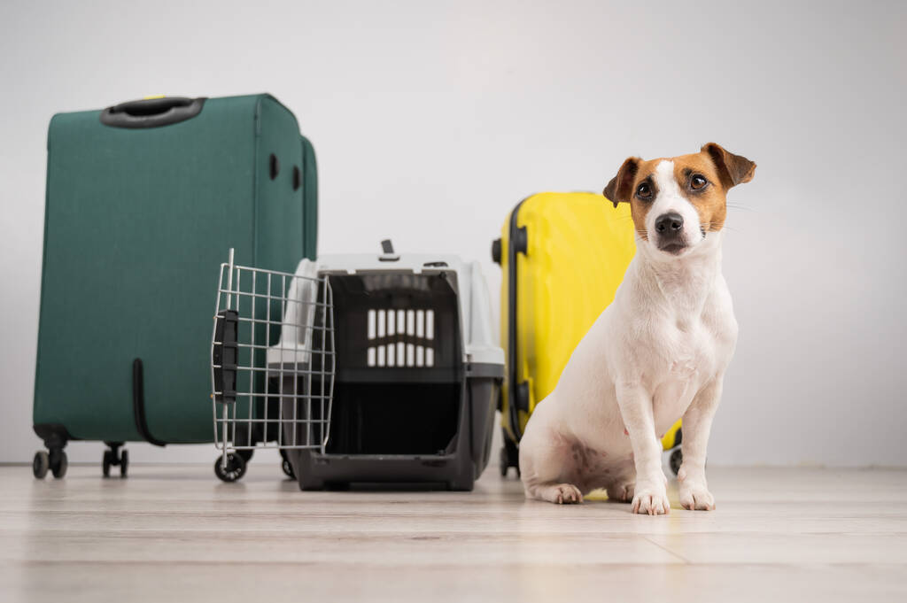 Jack Russellin terrierikoira istuu matkalaukkujen ja matkalaukun vieressä. Valmiina lomalle - Valokuva, kuva