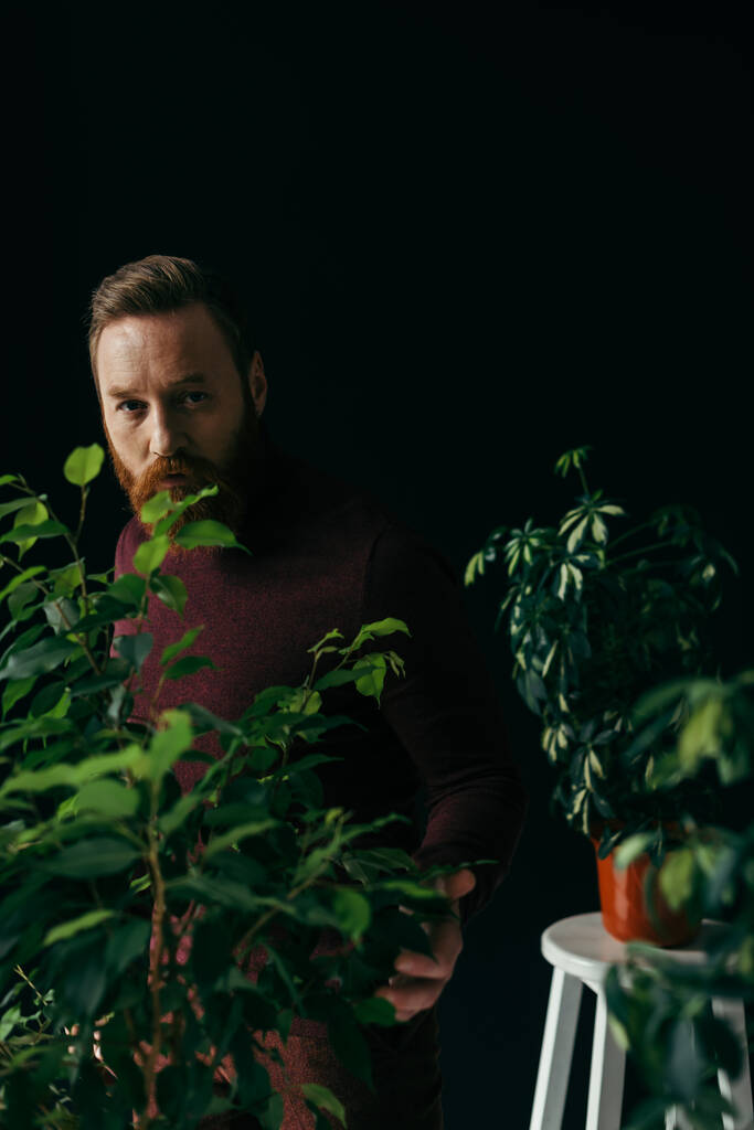 Elegante hombre barbudo tocando plantas y mirando a la cámara aislada en negro  - Foto, Imagen
