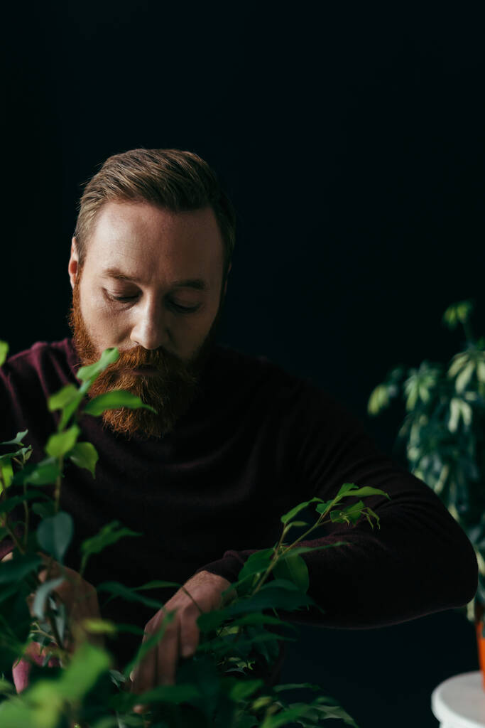 Bärtiger Mann im Pullover blickt auf verschwommene grüne Pflanze, vereinzelt auf schwarz  - Foto, Bild