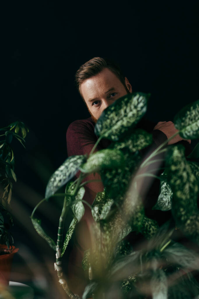Homme en pull regardant la caméra derrière les plantes vertes isolées sur noir  - Photo, image