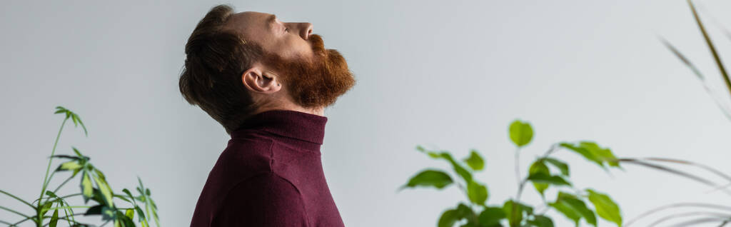 Side view of bearded model in turtleneck standing behind plants isolated on grey, banner  - Photo, Image