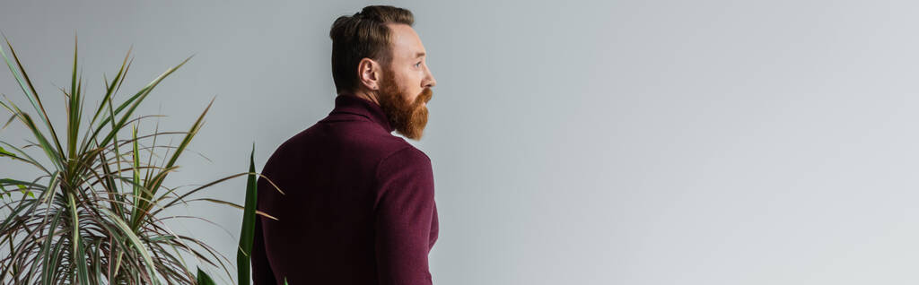 Side view of bearded man in burgundy jumper looking away near plants isolated on grey, banner  - Photo, Image