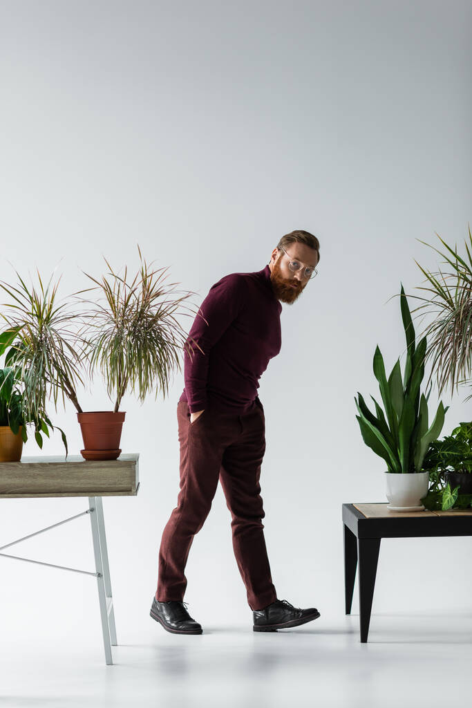comprimento total do homem barbudo em óculos de pé com as mãos em bolsos perto de plantas diferentes em vasos de flores em cinza  - Foto, Imagem