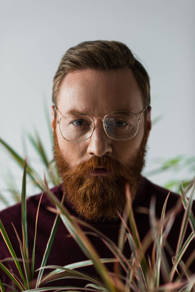 szakállas férfi szemüvegben nézi a kamerát a homályos növény közelében a homályos előtérben a szürke  - Fotó, kép