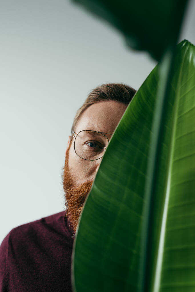 gedeeltelijk zicht op een man met een baard in een bril die zich in de buurt van een groen tropisch blad op grijs bevindt  - Foto, afbeelding