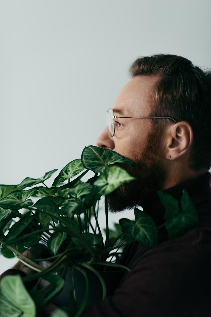 widok boczny brodatego mężczyzny w okularach w pobliżu rośliny z zielonymi liśćmi odizolowanymi na szaro - Zdjęcie, obraz