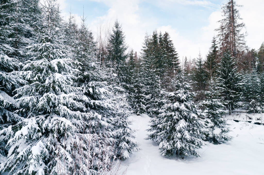 Puut luminen metsä lähikuva talvella - Valokuva, kuva
