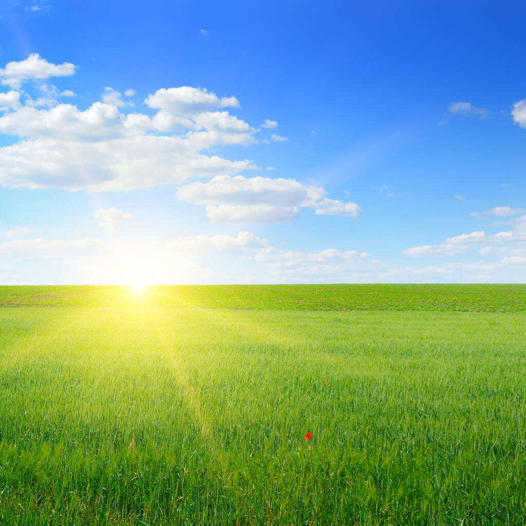 Πεδίο σιταριού και μπλε ουρανός με ήλιο. Αγροτικά τοπία. - Φωτογραφία, εικόνα