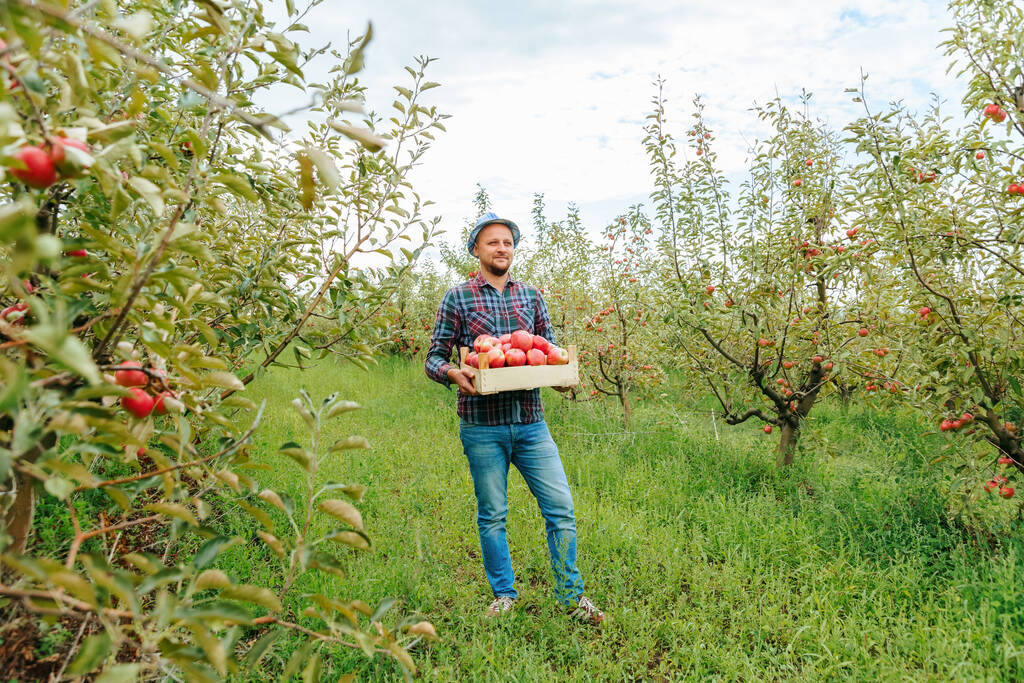 フロントビュー若い男性農家の果樹園の笑顔に立つ彼の手に大きな赤いリンゴとボックスを保持します。リンゴ園では、天気は作業日の終わりに良いです。雲一つない空. - 写真・画像