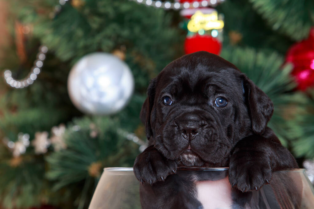 Dog breed cane corso italiano on background of the Christmas tree - Photo, Image