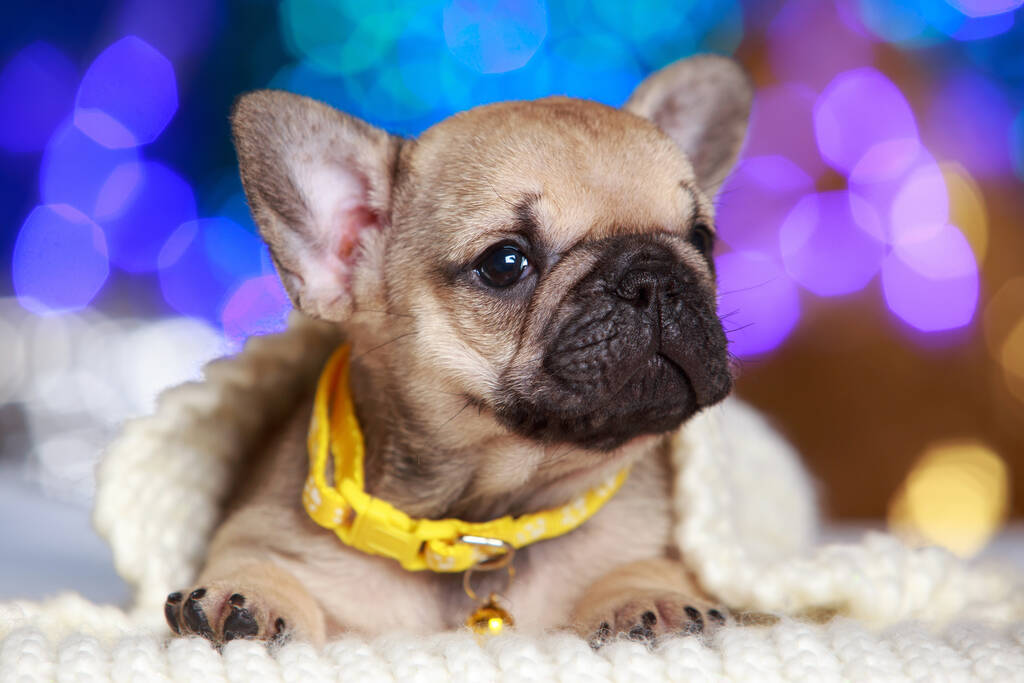 puppy ras franse bulldog een close-up - Foto, afbeelding
