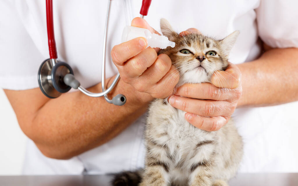Clínica veterinária e gatinho brincando com fonendoscópio
 - Foto, Imagem