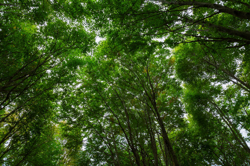 Erdőre néző. Buja erdei háttér. A szén-dioxid-semlegesség vagy a szén-dioxid-háló nulladik fogalma.  - Fotó, kép