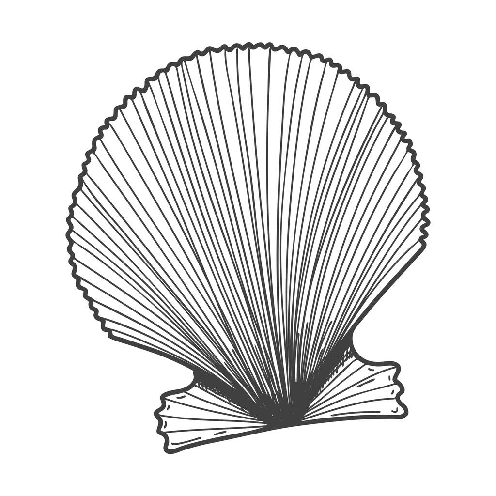 Hand-drawn seashells. An empty, closed, flat, oval solid shell of a mollusc or snail. Sketch style, engraved drawing. Black and white illustration isolated on a white background - Vector, Image