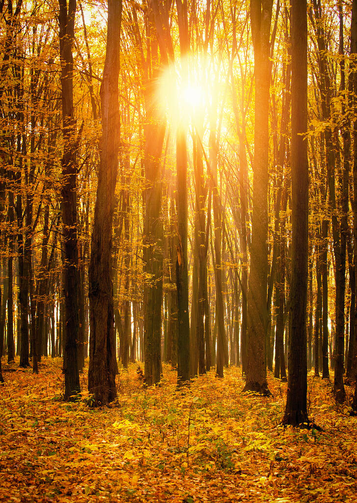 Золотой осенний лес с солнечными лучами
 - Фото, изображение