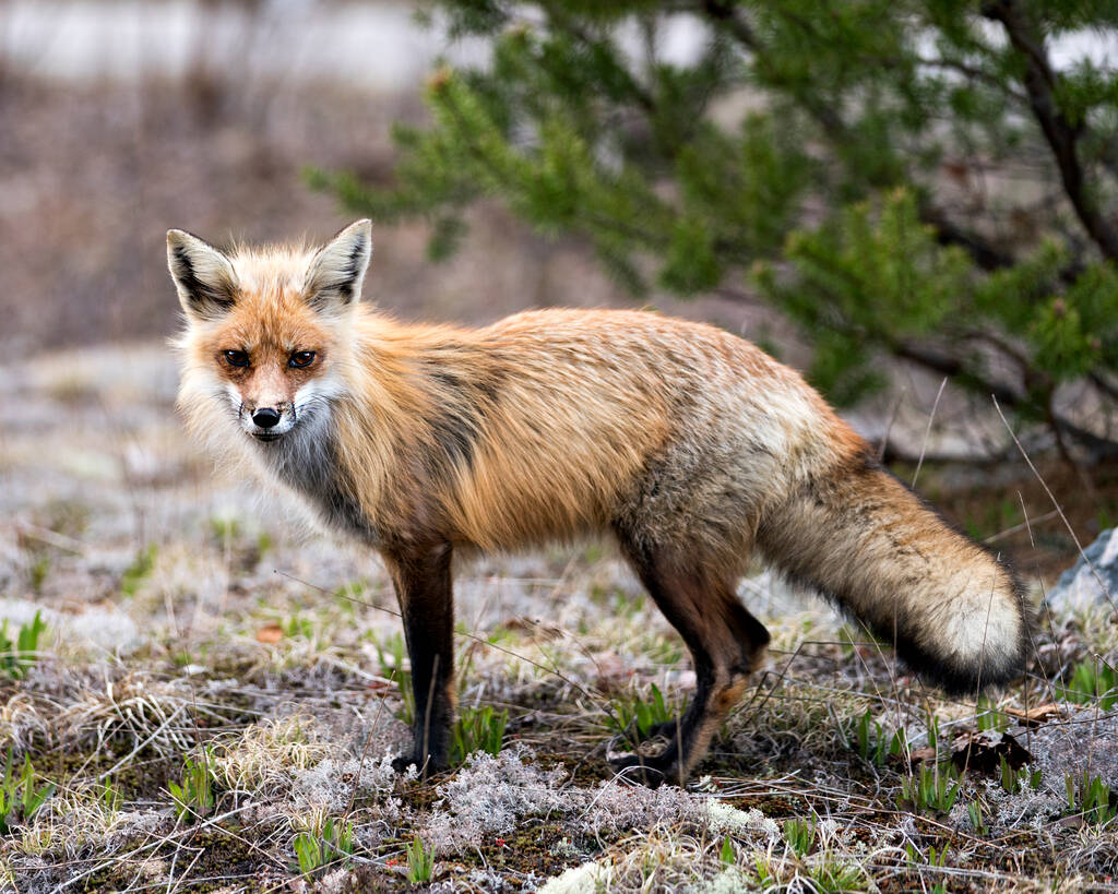 Červená liška detail-up profil boční pohled na kameru s rozmazané lesní pozadí v jeho prostředí a prostředí. Fox Image. Fotka. Portrét. - Fotografie, Obrázek