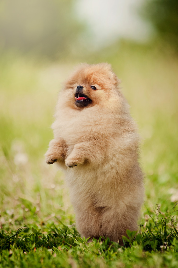 Pequeno cachorro da Pomerânia
  - Foto, Imagem