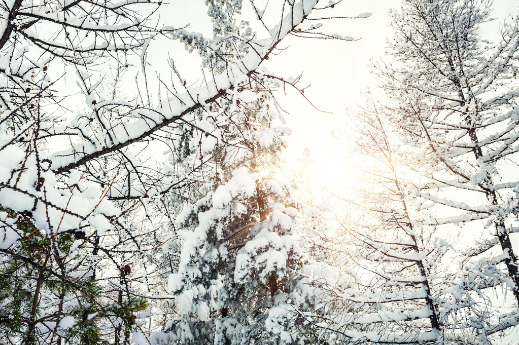 Árboles cubiertos de nieve en el bosque al atardecer
 - Foto, Imagen