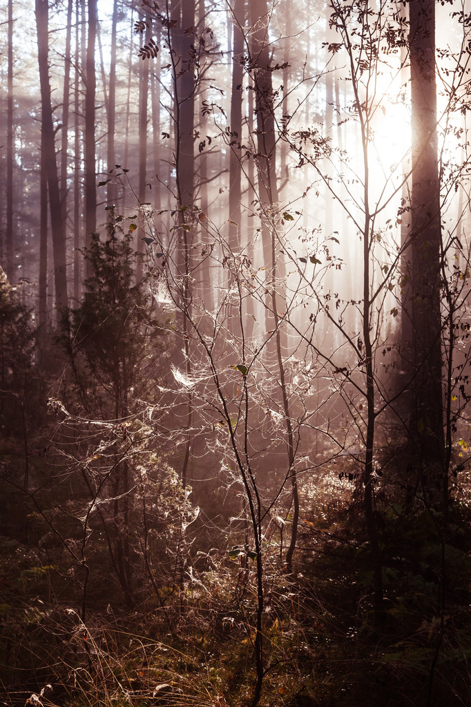 amanecer en el bosque
  - Foto, imagen