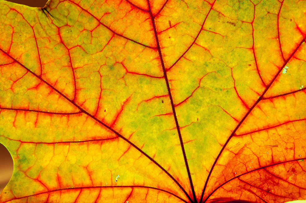 Herbst-Ahornblatt - Foto, Bild