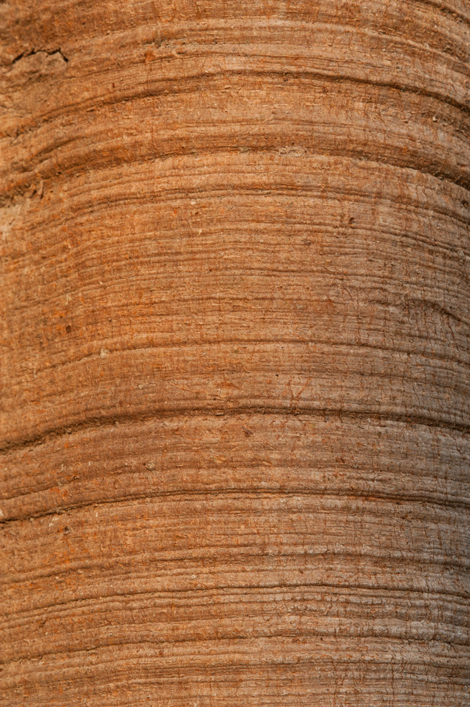 La texture du bois d'arbre pipal
. - Photo, image