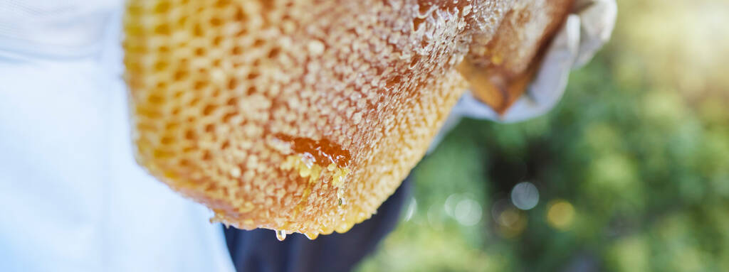 Bienenwaben, Bienenproduktion und Honigernte in einem umweltfreundlichen, nachhaltigen und grünen Garten. Landwirtschaft, Bienen und Kleinbauern ernten mit einem Imker, der Goldbienenwachs in der Hand hält. - Foto, Bild