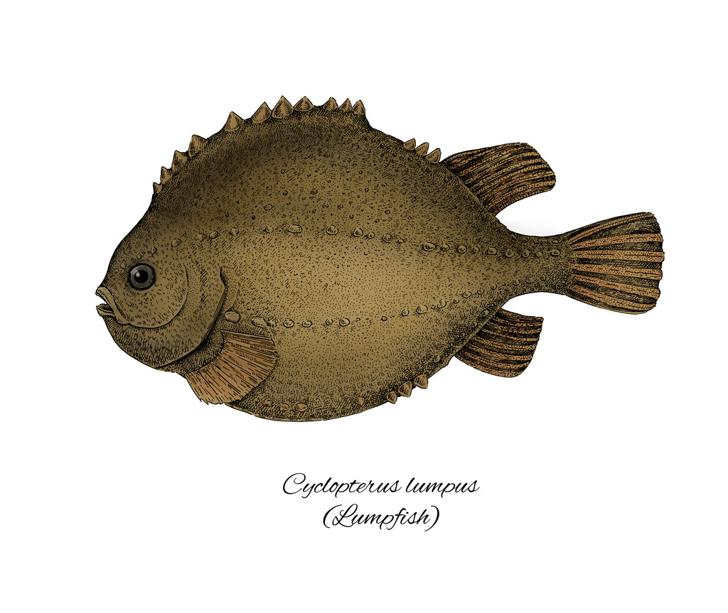 Lumpfish. Renkli mürekkep tarzı balık koleksiyonu - Fotoğraf, Görsel