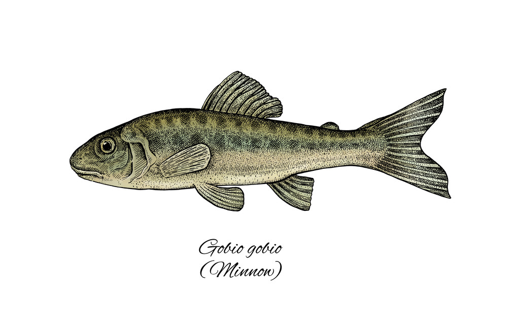 Minnow. Colorful ink style fish collection - Photo, Image