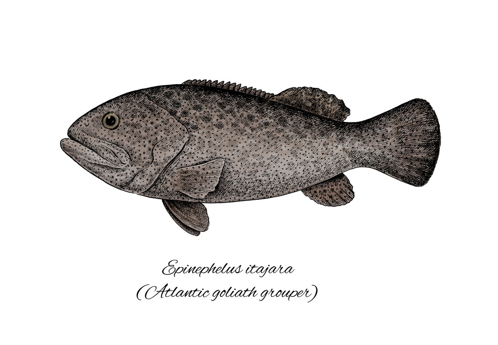 Goliath Grouper. Kleurrijke inkt stijl vis collectie - Foto, afbeelding