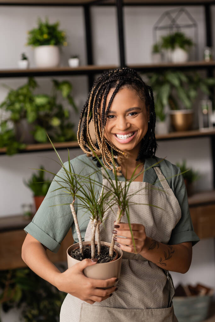 fiorista afroamericano con dreadlocks in possesso di verde pianta in vaso e sorridente alla fotocamera nel negozio di fiori - Foto, immagini