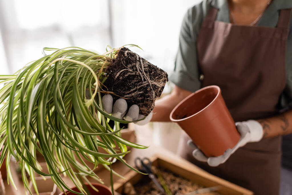 vista cortada de florista americano africano segurando vaso e planta verde enquanto trabalhava na loja de flores - Foto, Imagem
