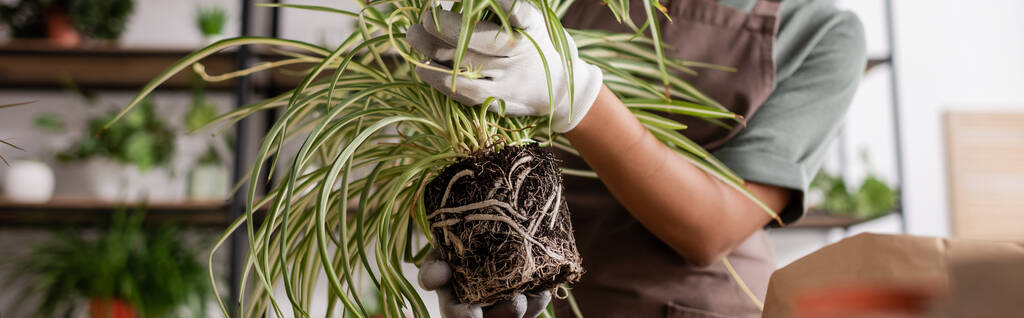 vista parcial de la mujer afroamericana sosteniendo planta verde con raíces mientras trabajaba en la tienda de flores, pancarta - Foto, imagen