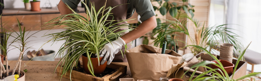 bijgesneden beeld van Afrikaans-Amerikaanse bloemist transplantatie van groene planten op het werk in de bloemenwinkel, banner - Foto, afbeelding