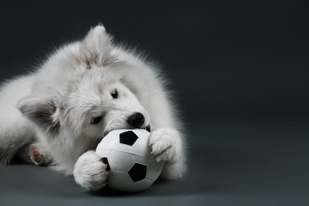Самоед-собака играет с мячом
 - Фото, изображение