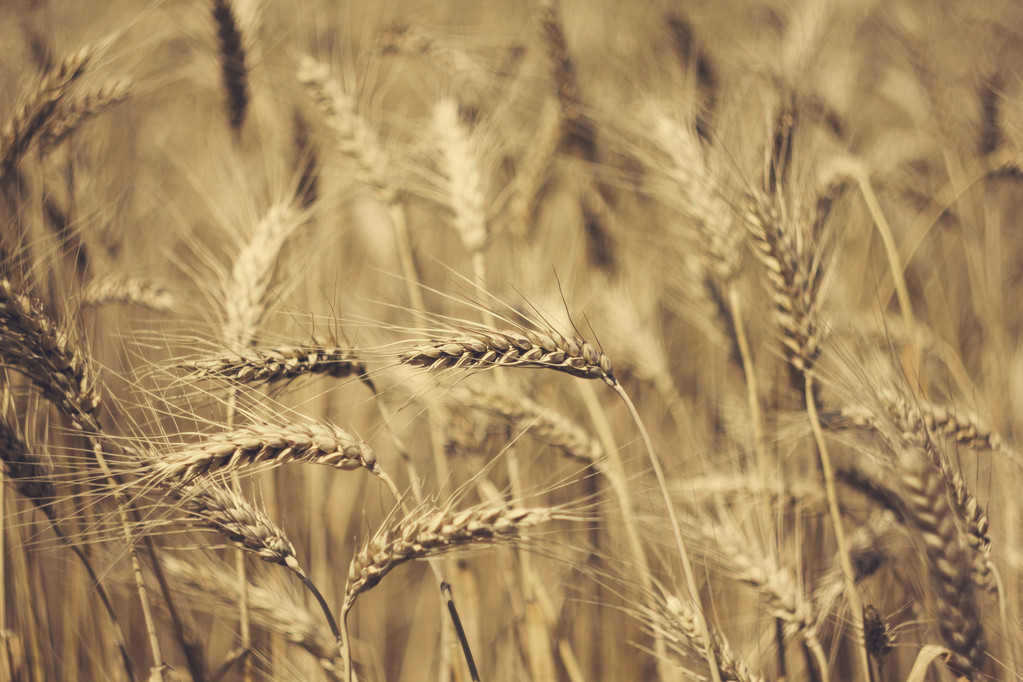 Buğday sakin alanlar - Fotoğraf, Görsel