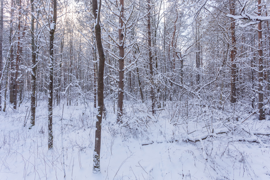 лес в снегу
 - Фото, изображение