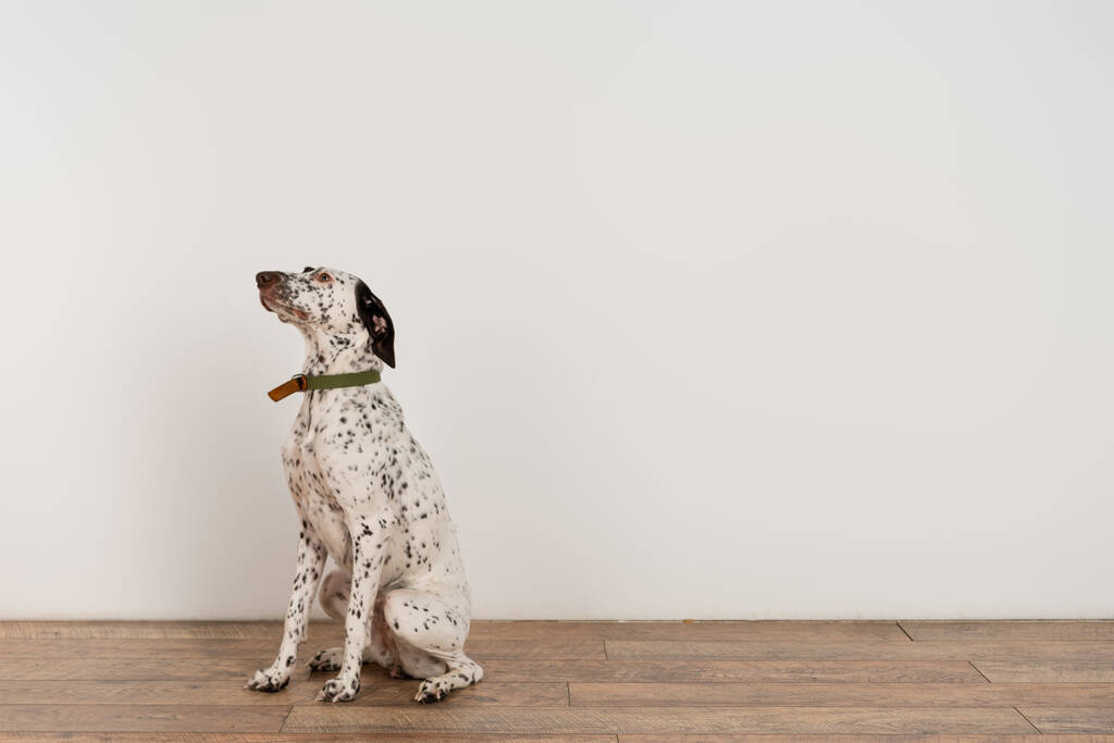 Далматинський собака у нашийнику сидить на підлозі біля білої стіни вдома.  - Фото, зображення