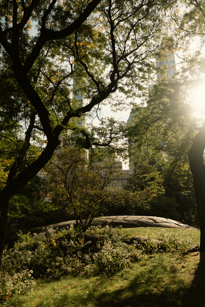 vihreät puut auringonpaisteessa New Yorkin kaupunkipuistossa - Valokuva, kuva