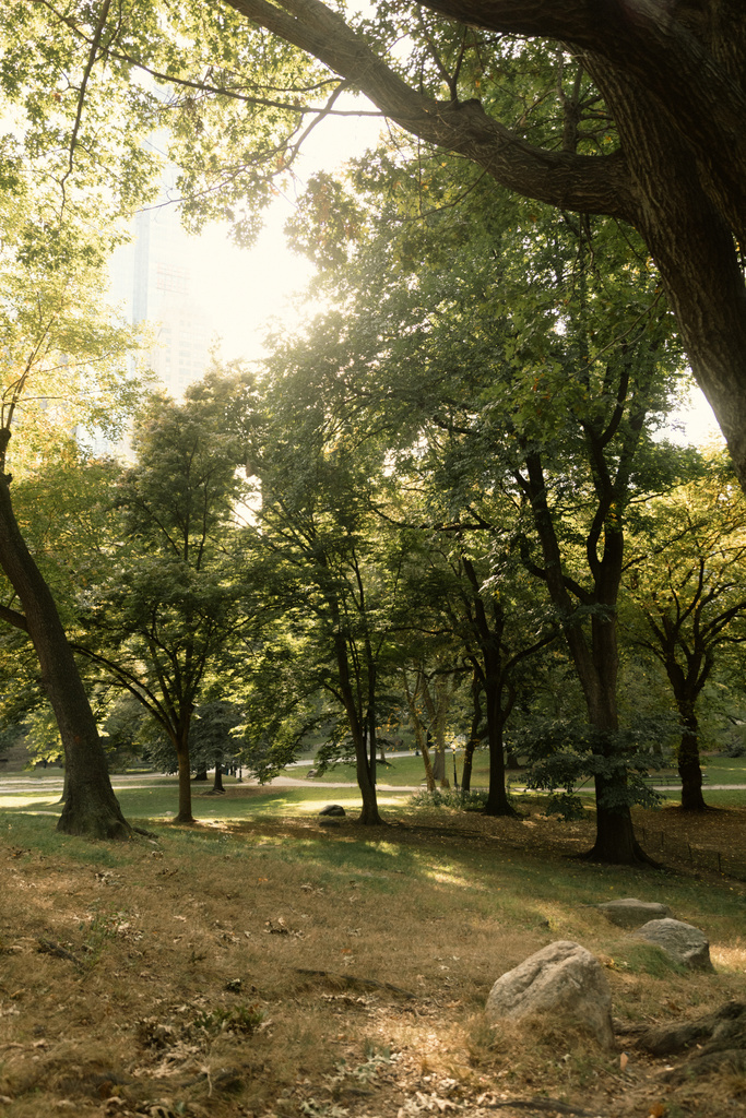 деревья и лужайка в солнечном свете в Центральном парке Нью-Йорка - Фото, изображение