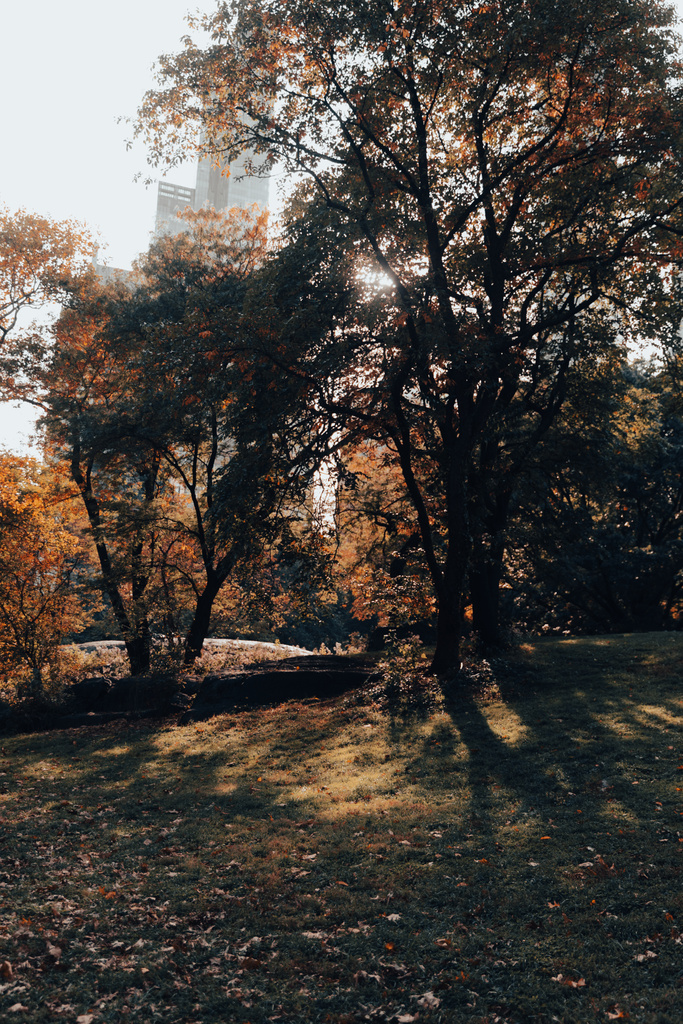 alberi e prato di giorno a Central Park di New York - Foto, immagini